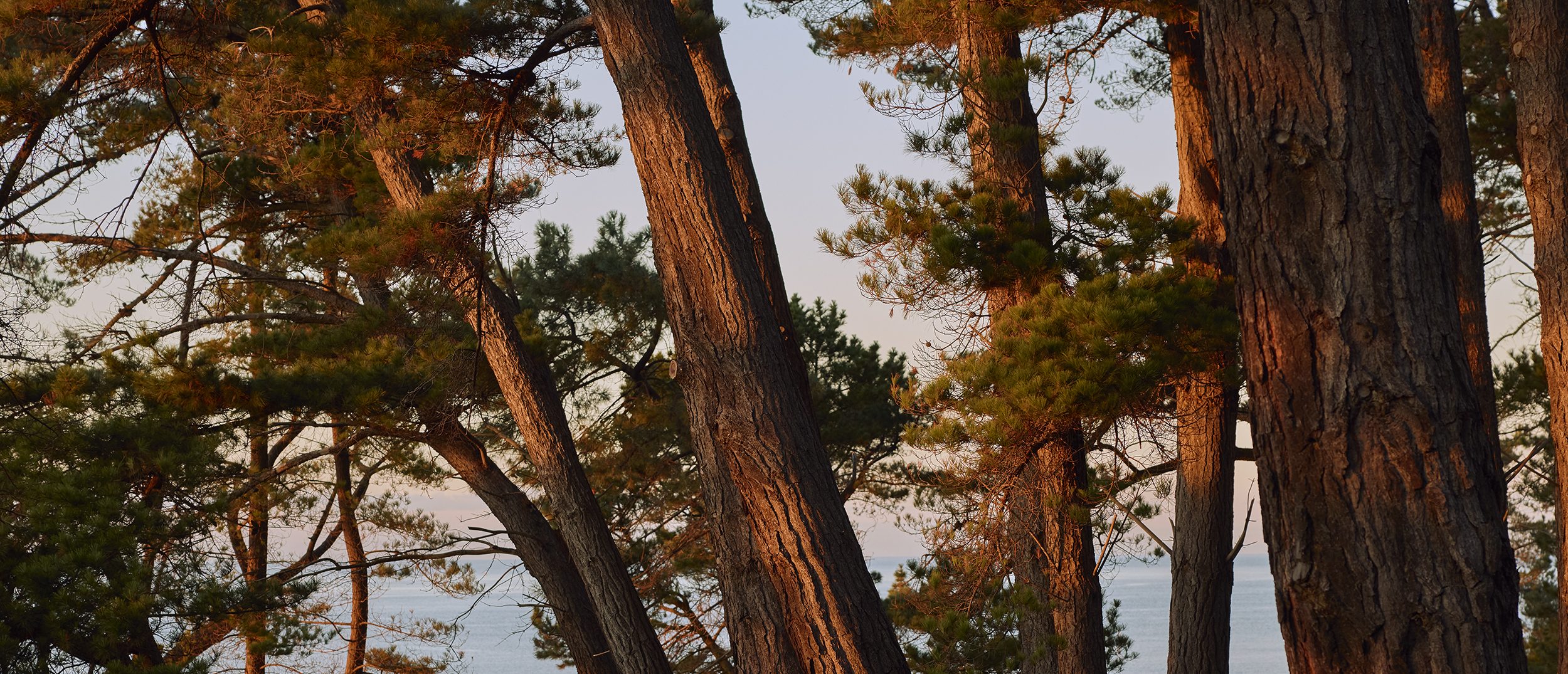 Tall pine trees with sunlit trunks stand on a forested slope overlooking a calm body of water, with light filtering through the branches and a hint of the shoreline visible in the background.
