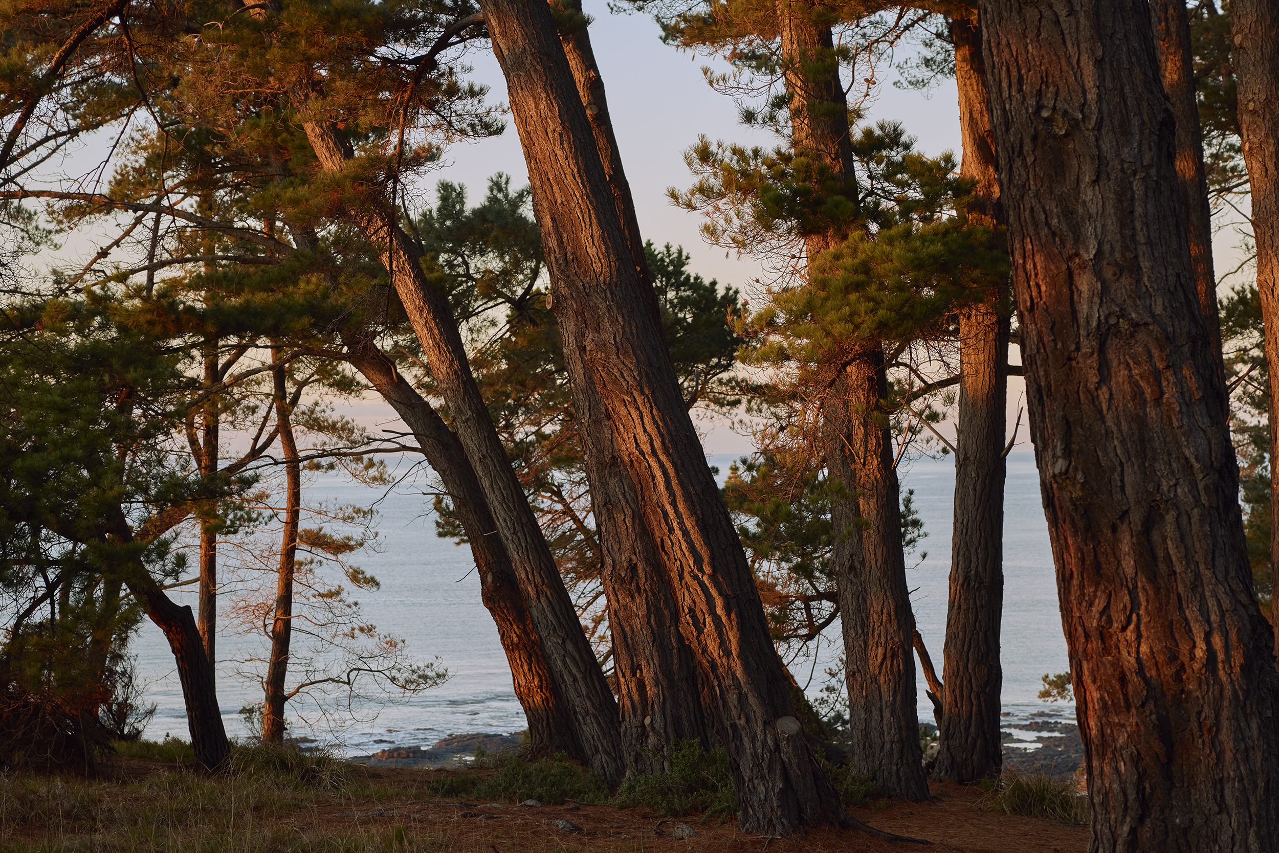 Tall pine trees with sunlit trunks stand on a forested slope overlooking a calm body of water, with light filtering through the branches and a hint of the shoreline visible in the background.
