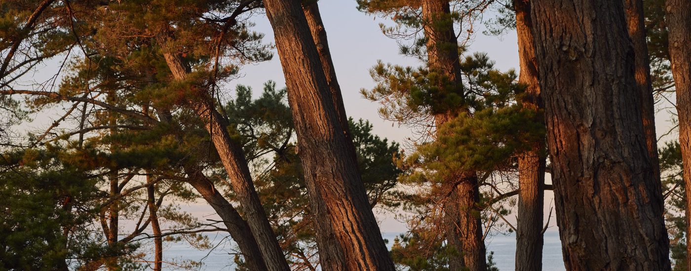 Tall pine trees with sunlit trunks stand on a forested slope overlooking a calm body of water, with light filtering through the branches and a hint of the shoreline visible in the background.